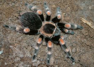 Brachypelma smithi
